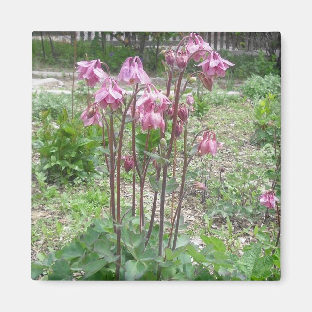 Colorado Columbine Magnet (Devant)