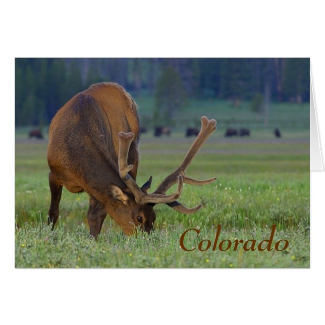 colorado elk note card (Devant Horizontal)