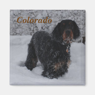 Colorado Gordon Setter Puppy Magnet
