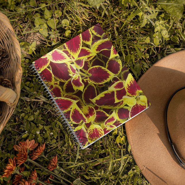 Coloré Coleus Plante Feuille Carnet Floral (In Situ)