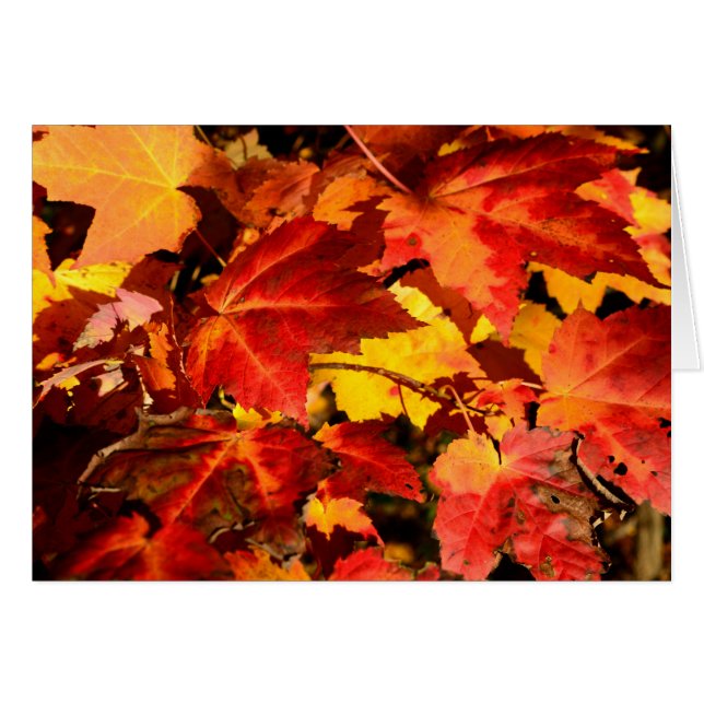 Coloré Feuilles d'automne orange rouge jaune coule (Devant horizontal)