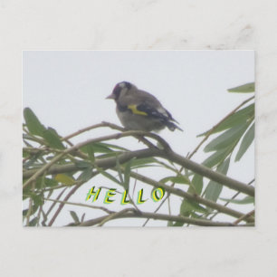 Colorée Goldfinch Hello carte postale