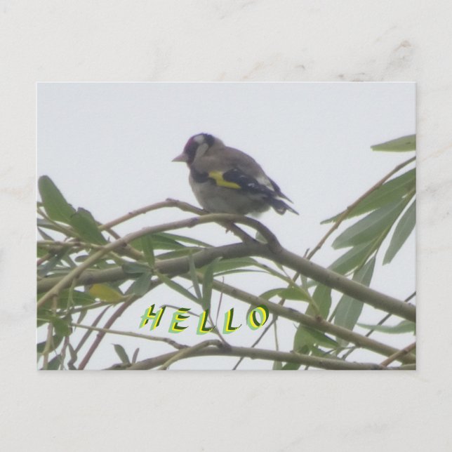 Colorée Goldfinch Hello carte postale (Devant)