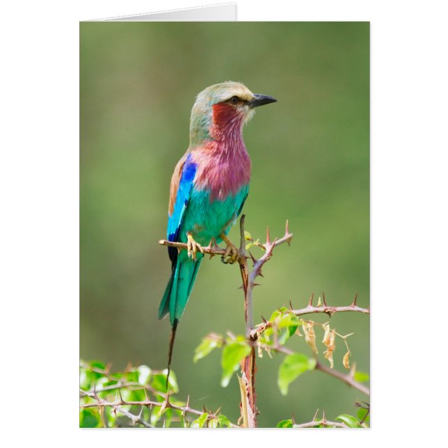 Colorful (Devant)