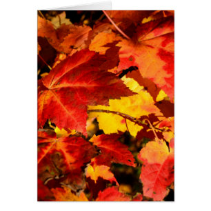 Colorful Autumn Leaves, gold red orange maple leaf