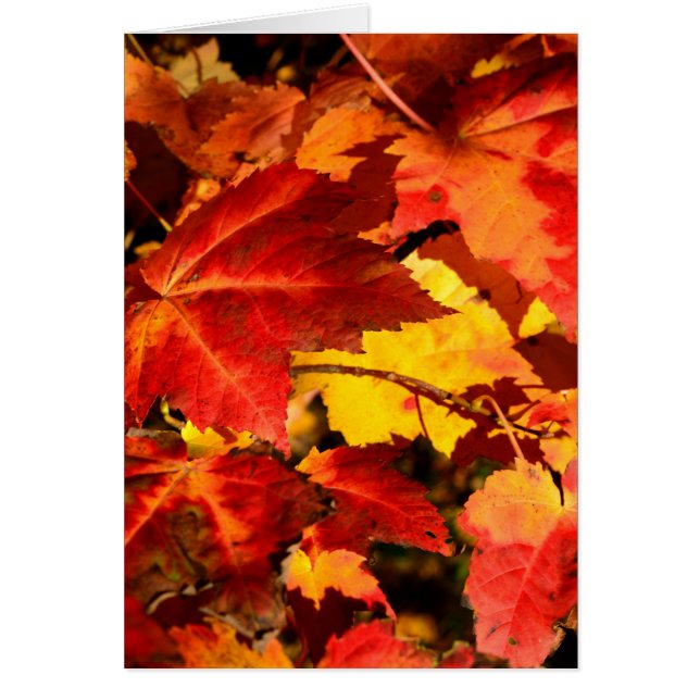 Colorful Autumn Leaves, gold red orange maple leaf (Devant)