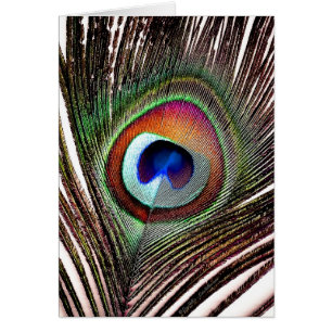 Colorful Copper Peacock Feather