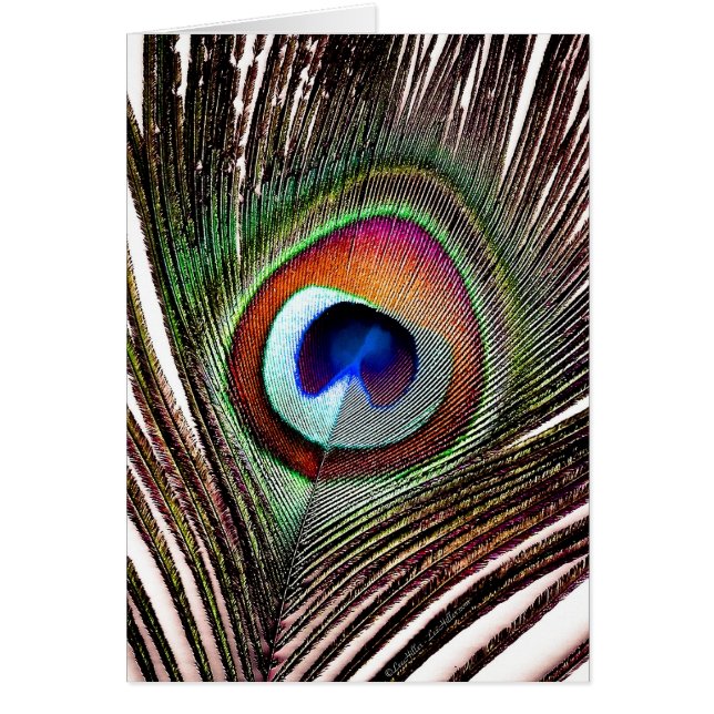 Colorful Copper Peacock Feather (Devant)