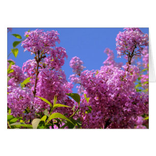 [Colorful Flowers] Pink Lilac Syringa