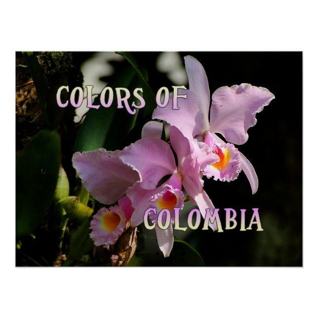 Colours de la Colombie Cattleya Orchid Poster Impr (Devant)