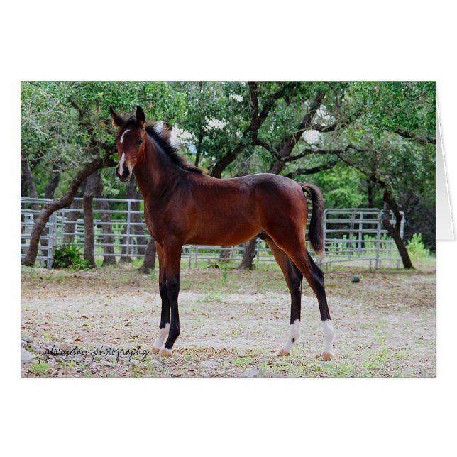 colt, glorydaysphotography (Devant horizontal)