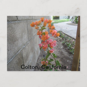 COLTON, C.A., CARTE POSTALE