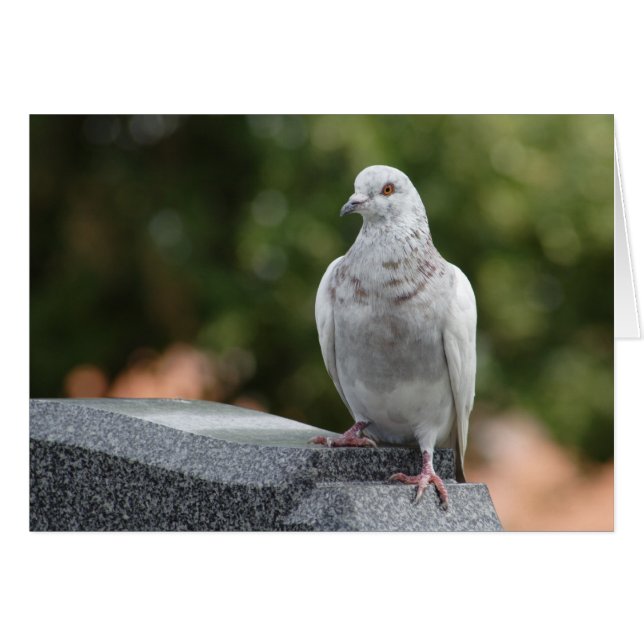 Columba livia domestica (Devant horizontal)