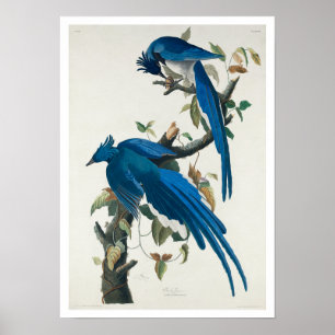 Columbia Jay par Audubon Poster