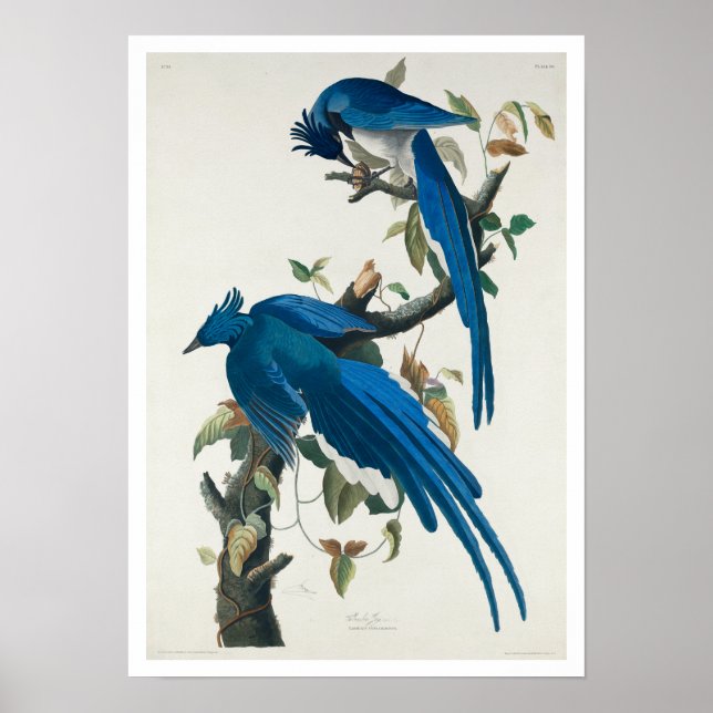 Columbia Jay par Audubon Poster (Devant)