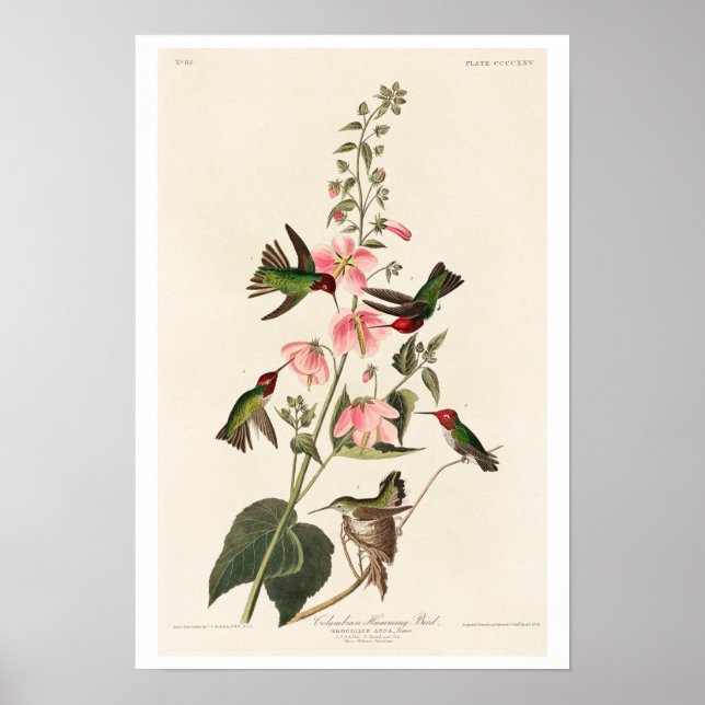 Columbian Humming Bird par Audubon Poster (Devant)
