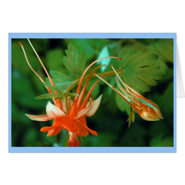 Columbine (Devant Horizontal)