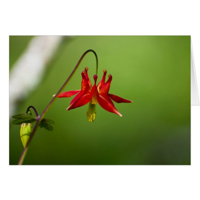 Columbine 01 (Devant Horizontal)