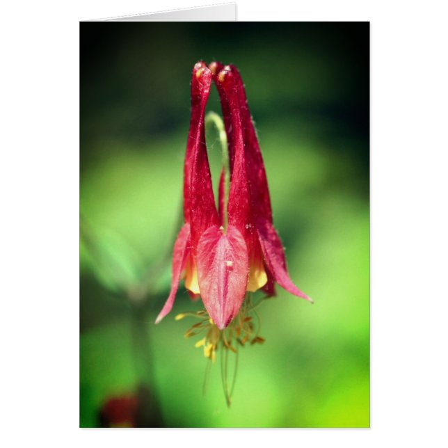 Columbine Flower Photography Note Card (Devant)