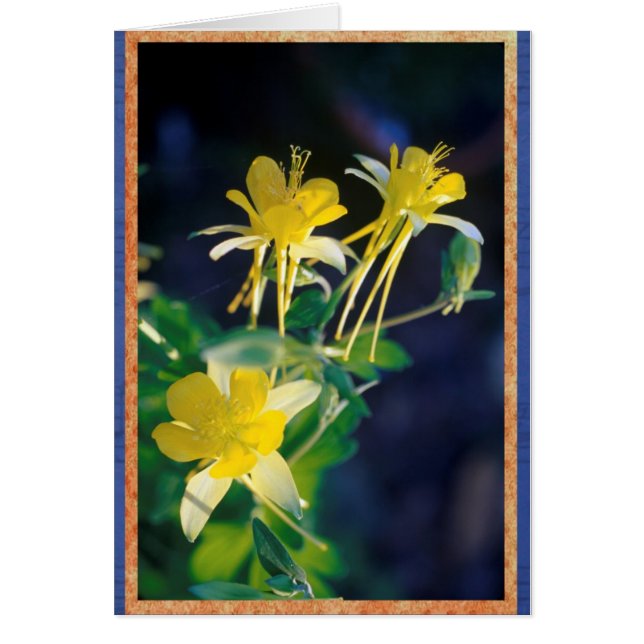 Columbine jaune (Devant)