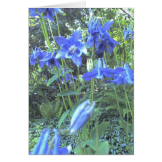 Columbines croissants de ressort