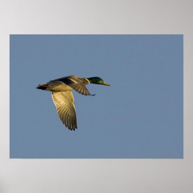 colvert volant dans le ciel ouvert impression sur  (Devant)