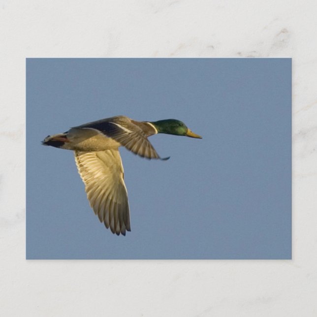 colvert volant dans un ciel ouvert carte postale (Devant)