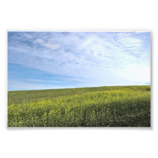 Colza Field - Photo