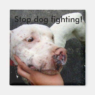 Combat de chien d'arrêt ! aimant