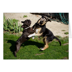 Combattre les chiens