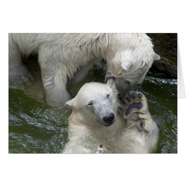 Combattre les ours polaires (Devant horizontal)
