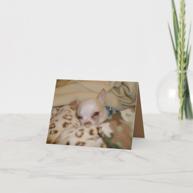 Comfy Chihuahua Folded Note Card (Devant)