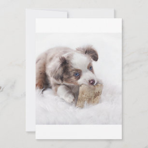 COMME chiot merle rouge