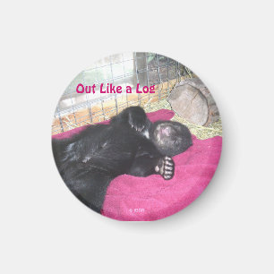 Comme un aimant de rondin