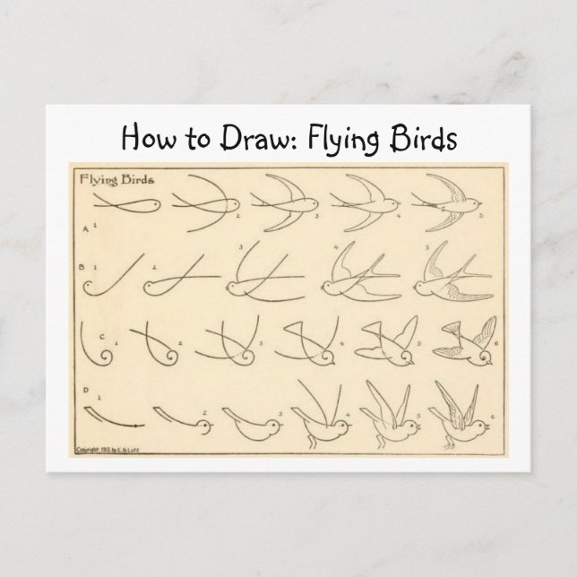Comment dessiner les oiseaux volants Carte postale (Devant)