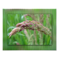Comment l'herbe grandit Impression photo