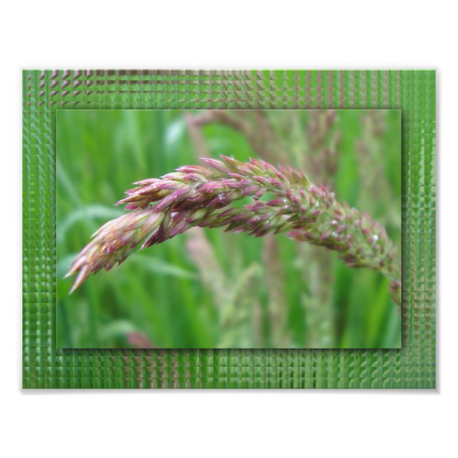 Comment l'herbe grandit Impression photo (Devant)