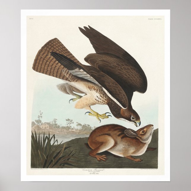Common Buzzard par Audubon Poster (Devant)