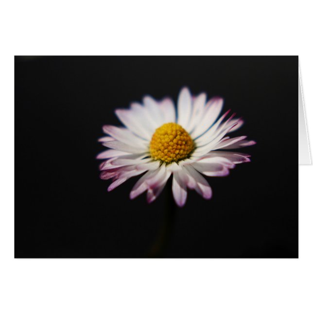 Common Daisy gccn (Devant horizontal)