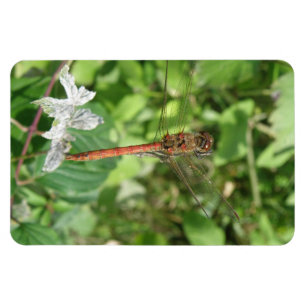 Common Darter Dragonfly Flexi Magnet