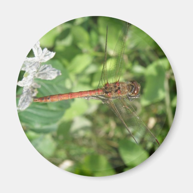 Common Darter Dragonfly Magnet (Devant)