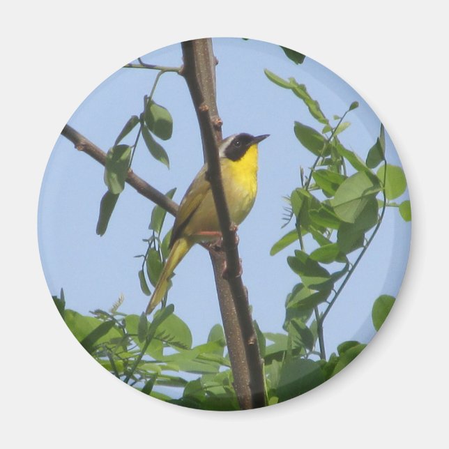 Common Yellowthroat Warbler magnet (Devant)