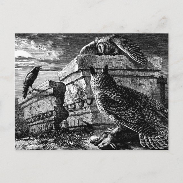 Compagnon aux chouettes carte postale (Devant)