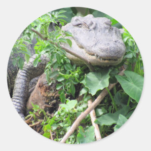 Compiler les stickers Gator