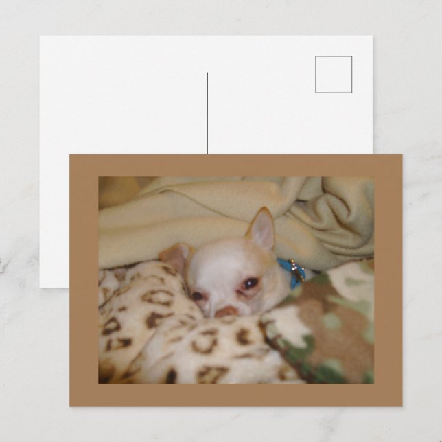 Comprendre la carte postale Chihuahua (Devant / Derrière)