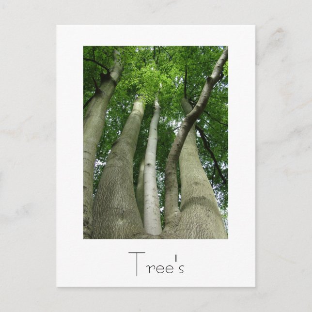 Conception de carte postale Arbres (Devant)