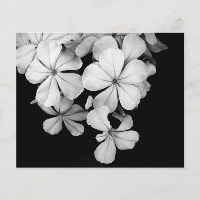 Conception de carte postale noir et blanc (Devant)