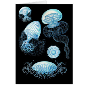 Conception de la méduse Haeckel