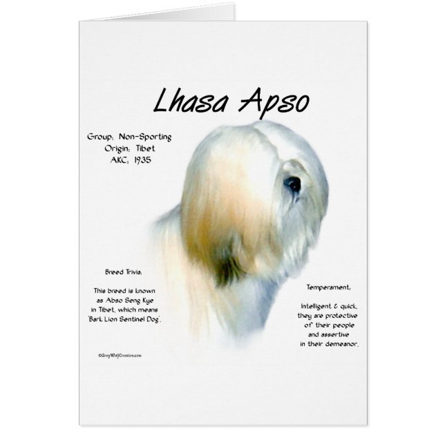 Conception de l'histoire de Lhasa Apso (Devant)