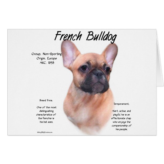 Conception de l'histoire des Bulldog français (Devant horizontal)